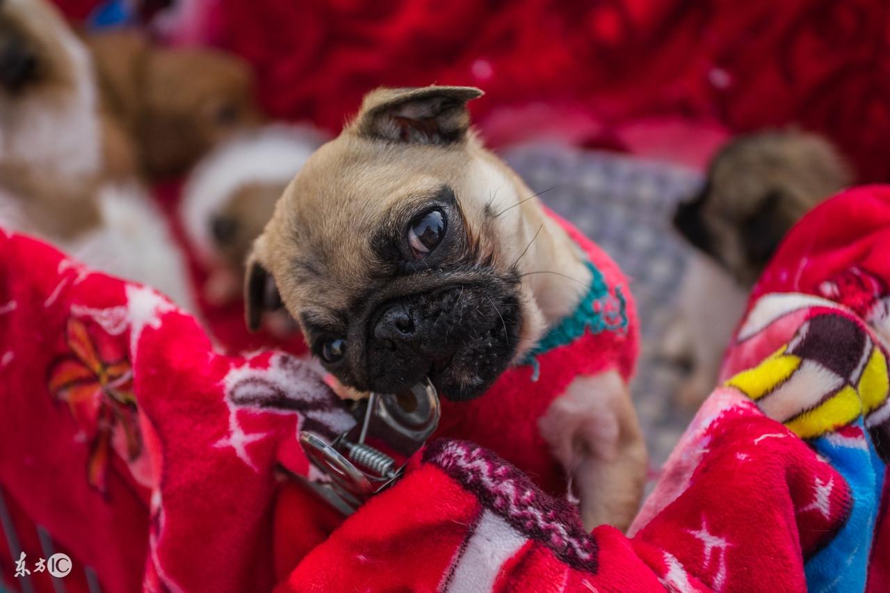 西安哪里狗市好又便宜