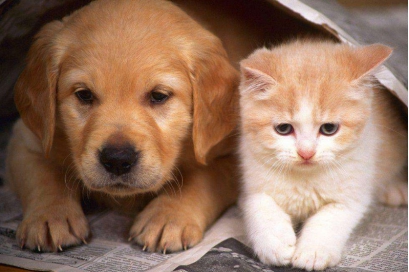 狗蚤和跳蚤是同一种东西吗