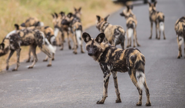 三色犬猎犬主要打什么
