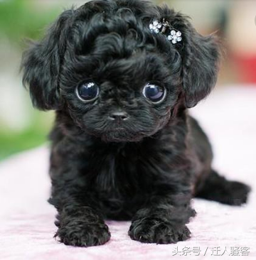 适合女生养的宠物狗盘点