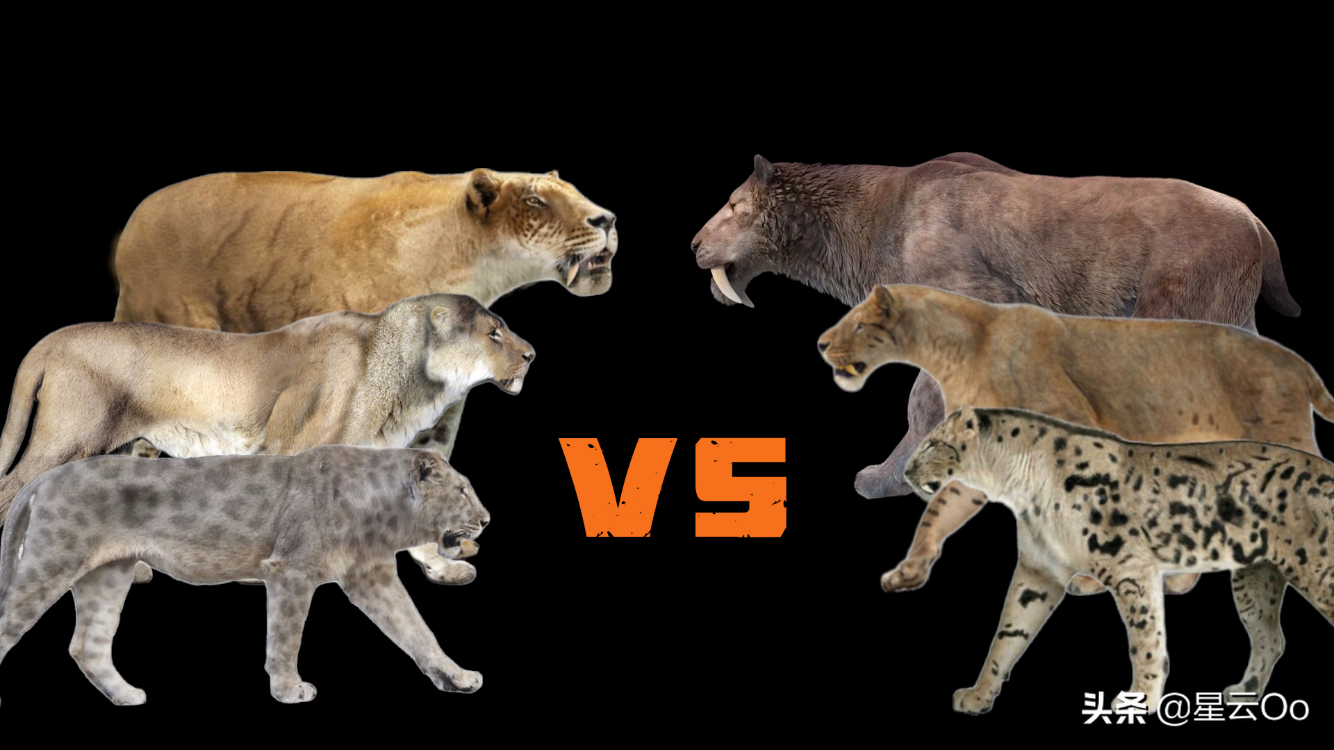 中型猫科动物体型排名