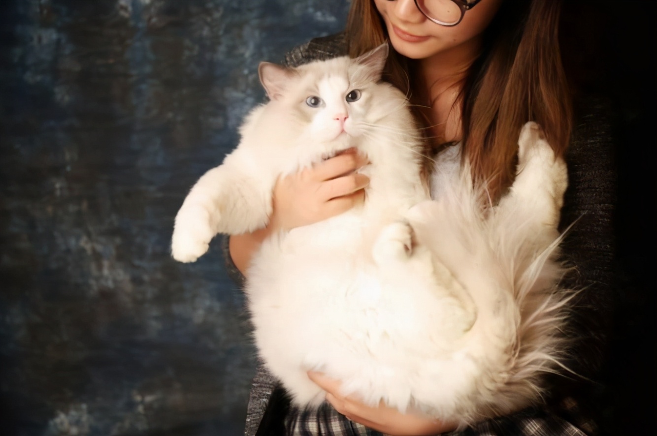 布偶猫新手指南