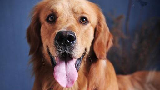 什么是赛级金毛