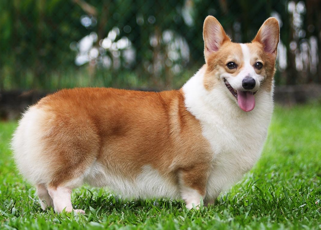 短毛小型犬有哪些