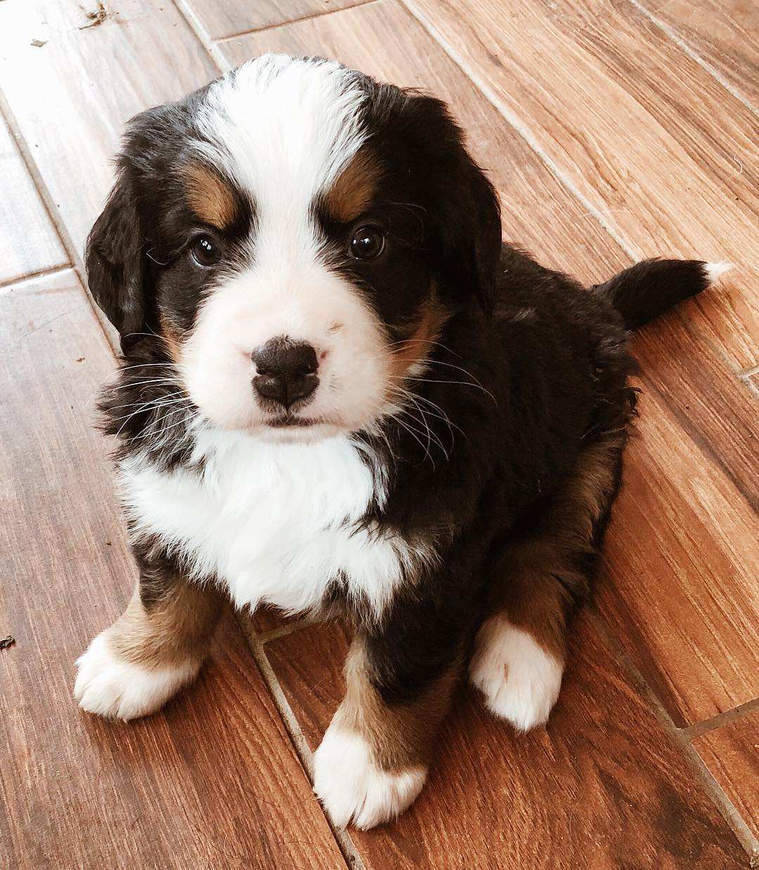 伯恩山犬好养吗