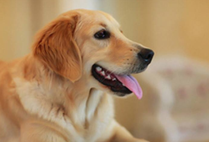 小金毛怎么训练才听话的