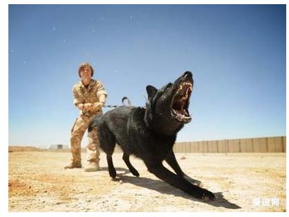 疯狗病是怎么形成的