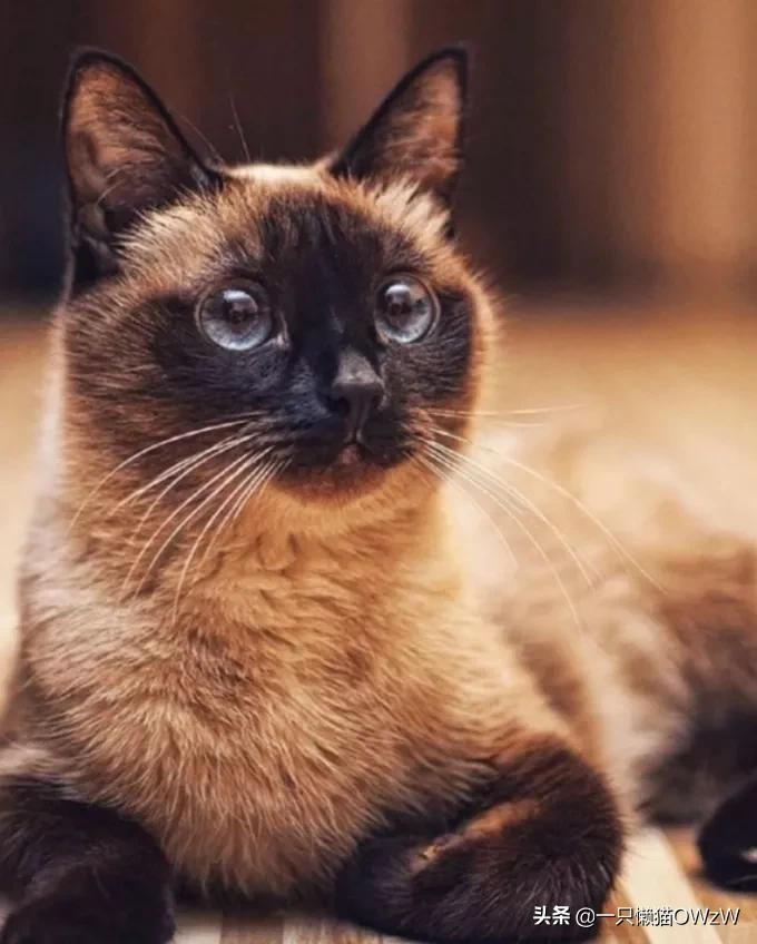 现在流行什么宠物猫