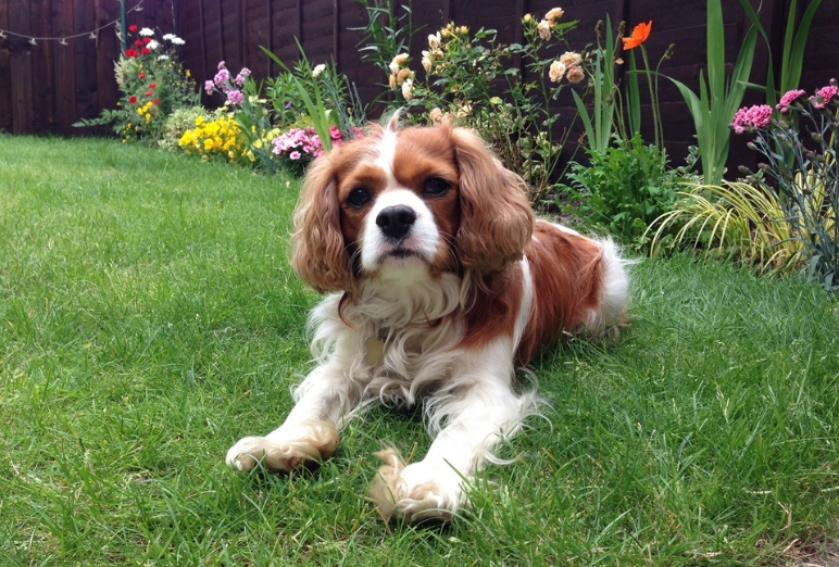 查理王小猎犬好不好养