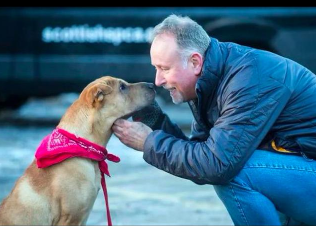 给狗狗找新主人