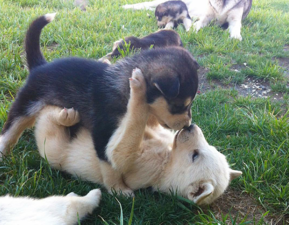 狗配对之后为什么分不开