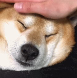 中型狗的种类有哪些