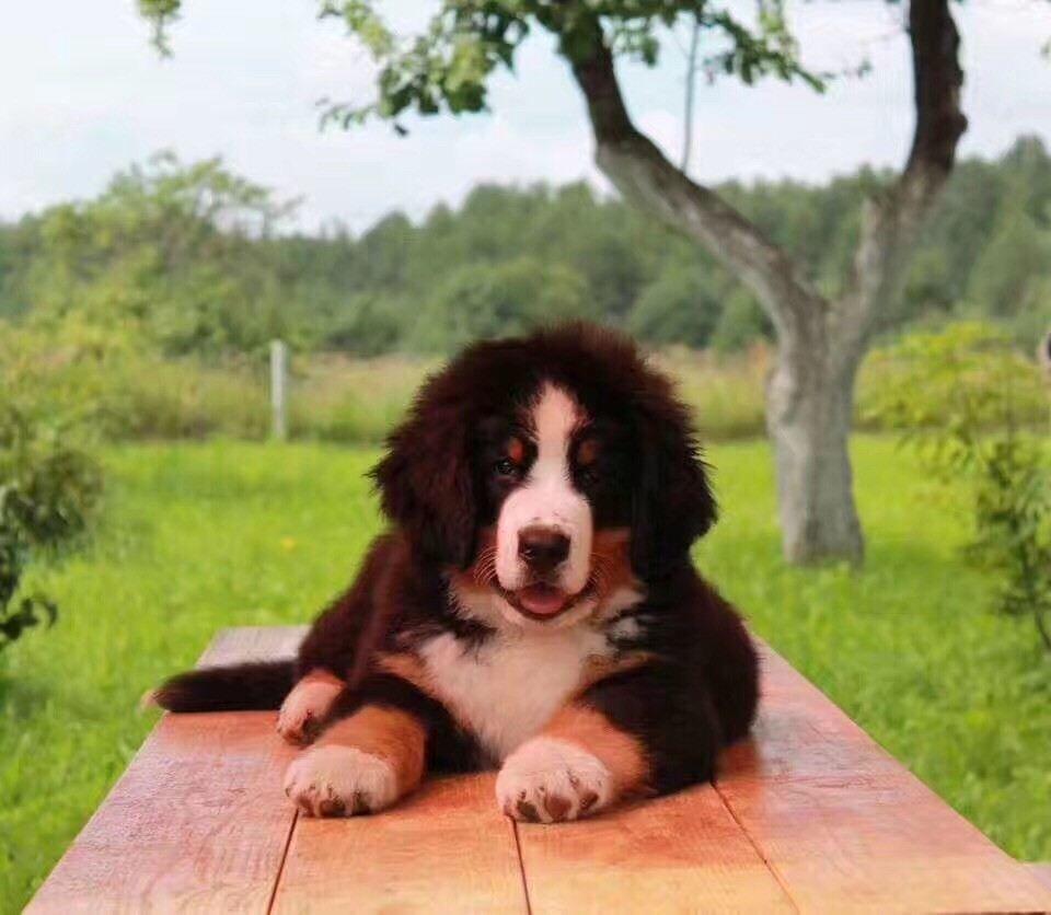 纯种伯恩山犬多少钱一只