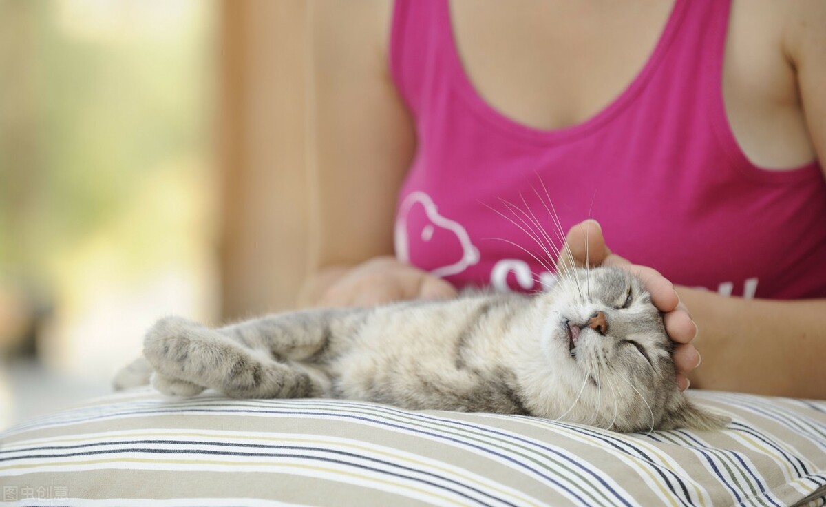 狗语者西泽米兰现状