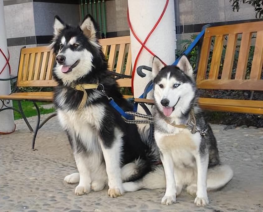 阿拉斯加犬寿命一般多少年