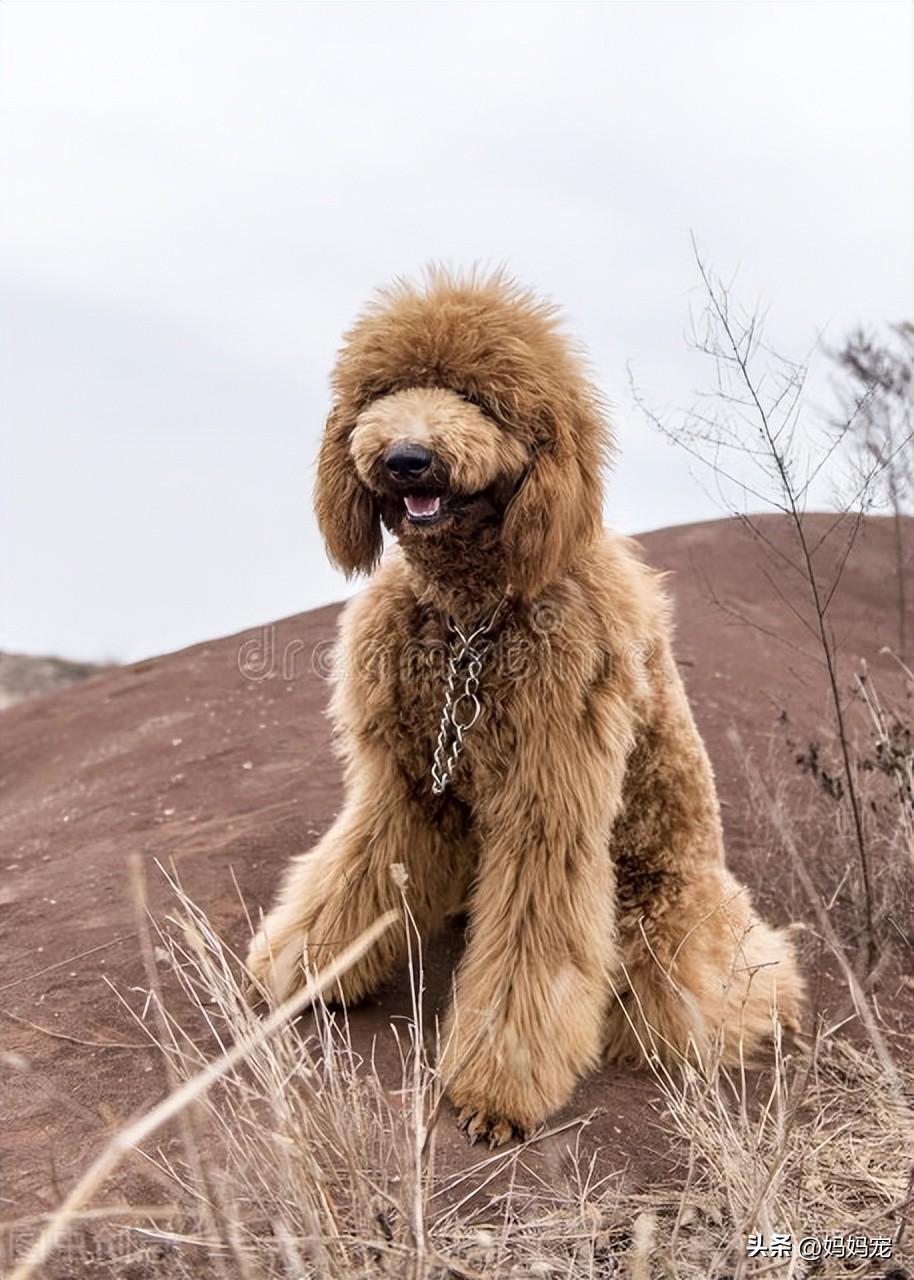 迷你贵宾犬价格多少钱一只