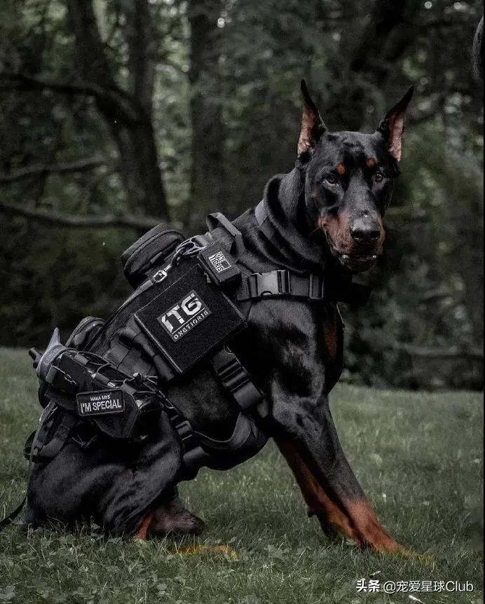 德系杜宾犬体重多少