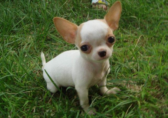 小宠物狗的品种有哪些