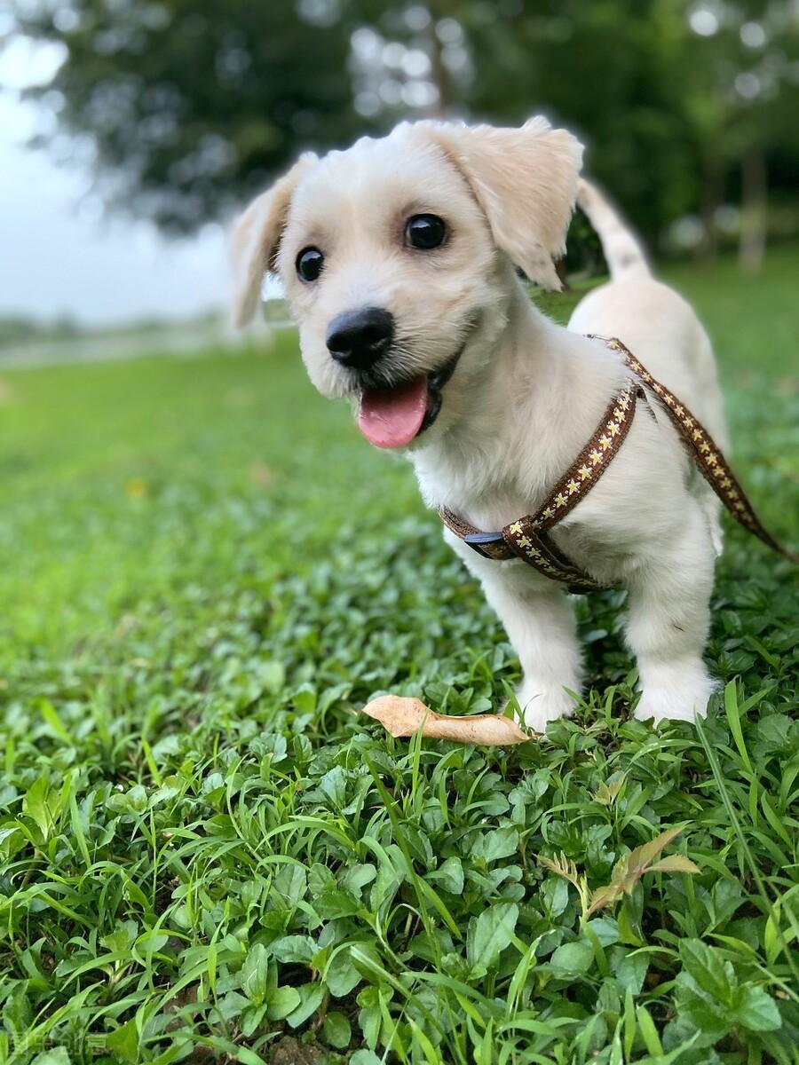 狗狗换牙有什么症状