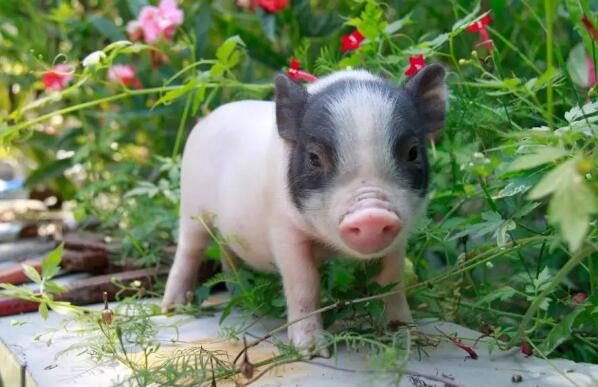 如何判断香猪生病