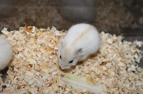 今日科普：金狐仓鼠是不是很罕见？