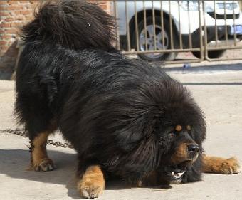 藏獒犬可以养吗（详解：藏獒犬不适合家养的5大原因）