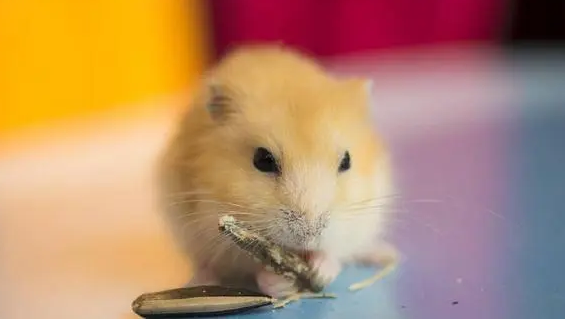 今日科普：金狐仓鼠是不是很罕见？