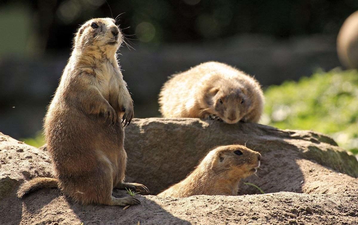 土拨鼠图片呆萌（物种百科：旱獭又称土拨鼠）
