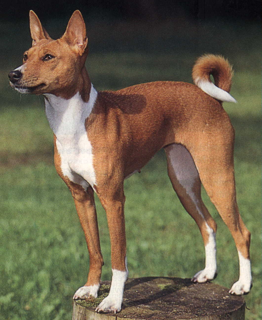 巴仙吉犬怎么养长什么样子（详解：养巴仙吉犬的好处）