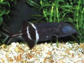 什么鱼能与象鼻鱼混养（附：象鼻鱼饲养方法）