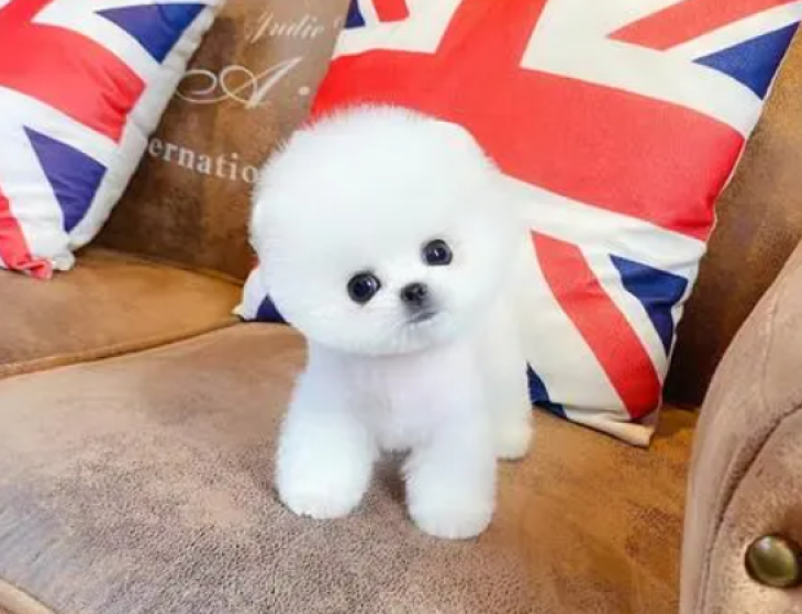 茶杯犬是怎么培育出来的(最小的迷你狗茶杯犬详解)