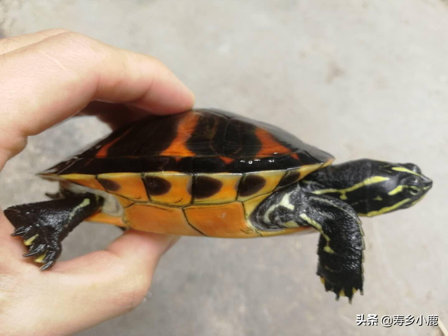 火焰龟养殖方法和注意事项（附：歪头纹火焰龟的特征资料）