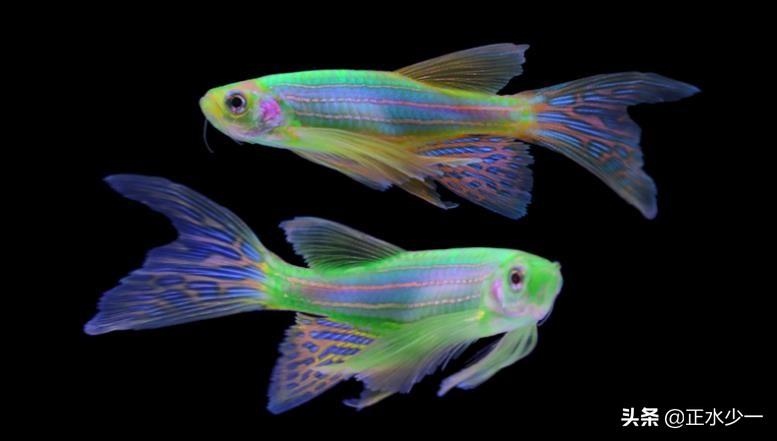 适合新手懒人养的鱼推荐（观赏鱼怎么养）