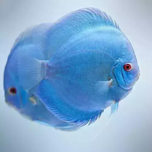 七彩燕鱼饲养方法（附：26种七彩鱼图片）