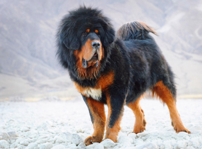 藏獒犬可以养吗（详解：藏獒犬不适合家养的5大原因）