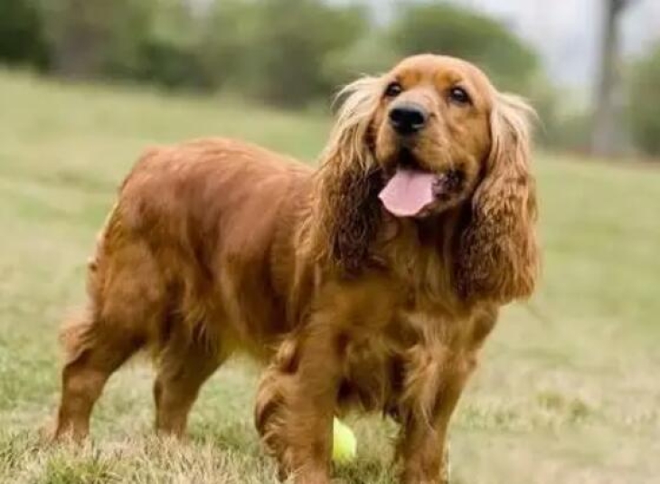 可卡犬优缺点适合什么人养(可卡犬科学饲养方法)