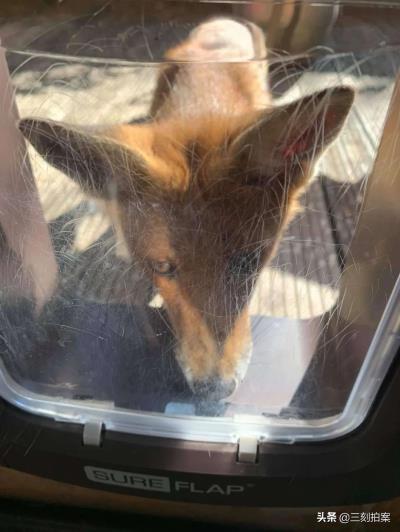 养狐狸当宠物可行？（狐狸好养吗）