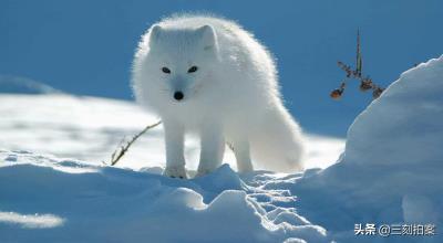 养狐狸当宠物可行？（狐狸好养吗）