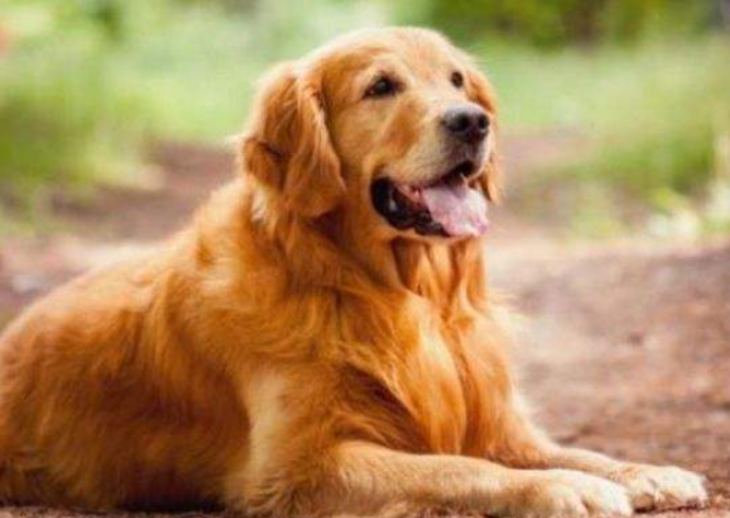 温顺的金毛犬多少钱（金毛犬的优缺点及性格）