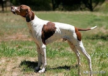 波音达猎犬品相判断（附：波音达猎犬基本信息）