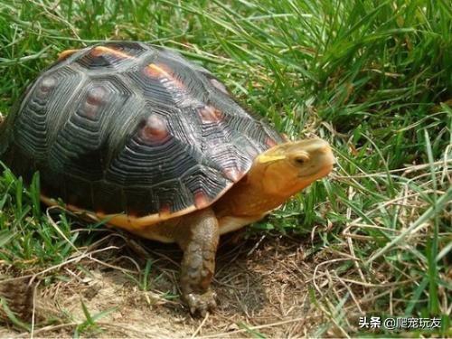 黄缘龟如何养殖（附：黄缘龟的饲养方法讲解）