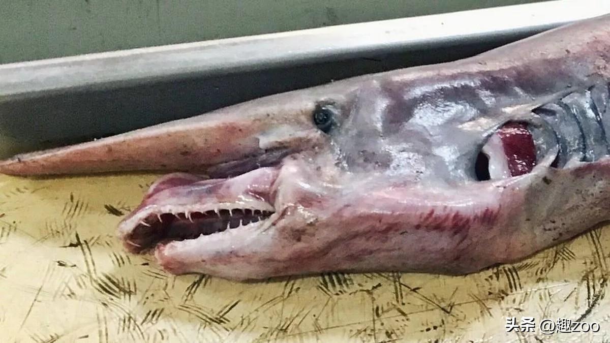 斧头鱼会发光吗（银板鱼品种大全）