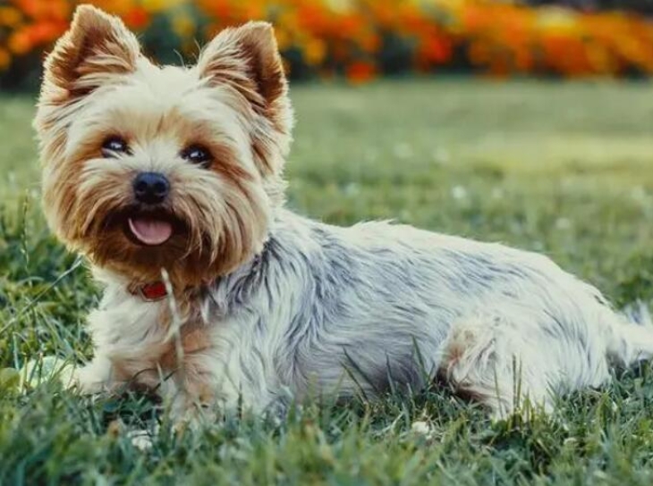 约克夏犬好养吗 怎么养