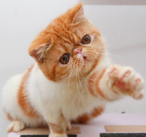 加菲猫的特点和生活特征