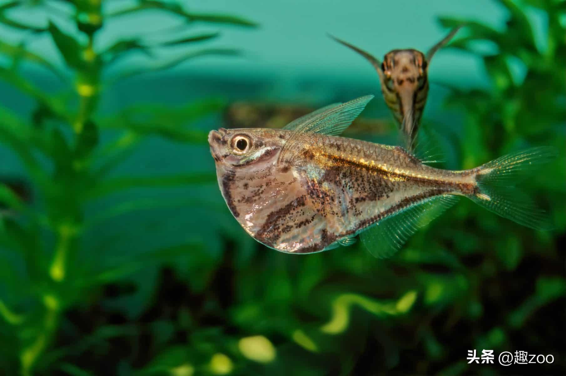 斧头鱼会发光吗（银板鱼品种大全）