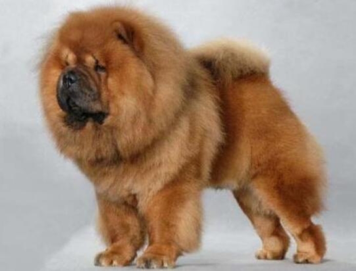 大型狗松狮犬简介