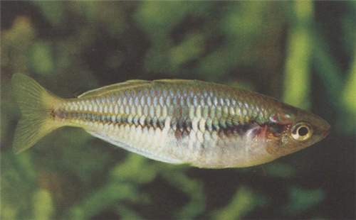 马达加斯加彩虹