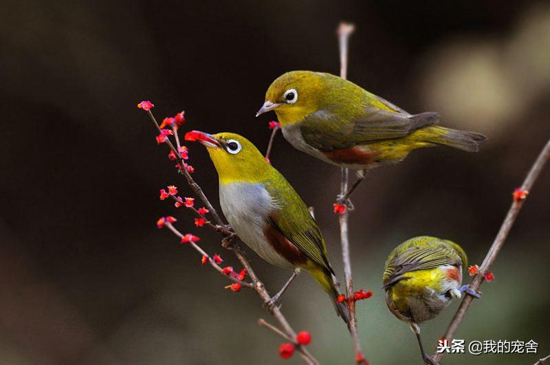 推荐10种好养的宠物鸟及排名（宠物鸟种类有哪些）