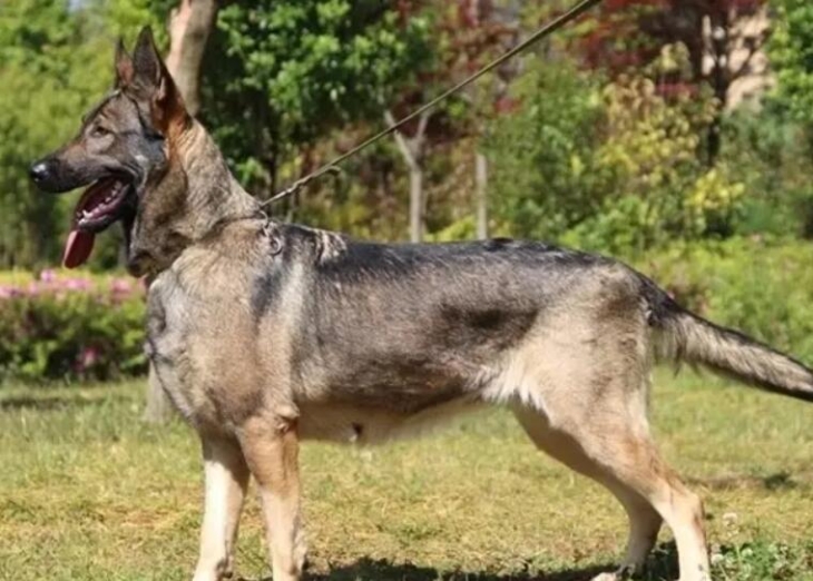 昆明犬（昆明犬特征资料）