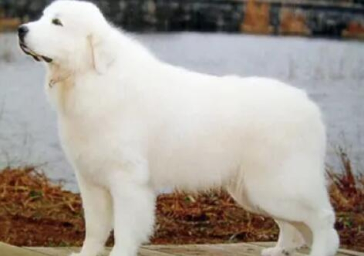 大白熊犬是萨摩耶吗（大白熊犬外貌特征分析）